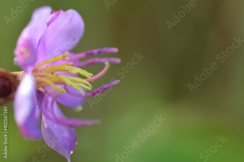 close up of purple flowers in blossom