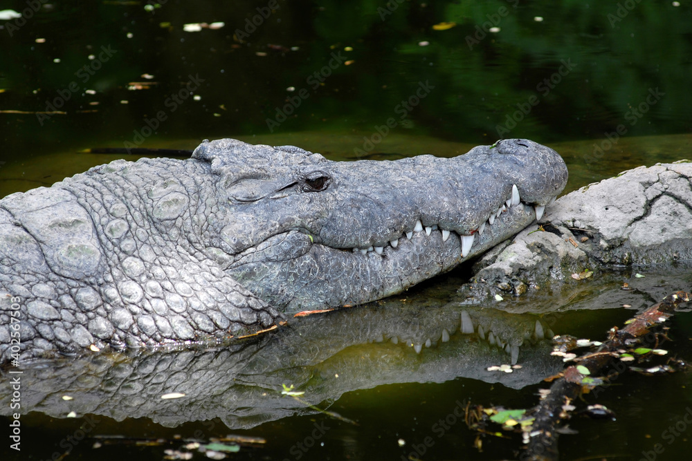 Portrait of a sad crocodile in the water. Kenya.