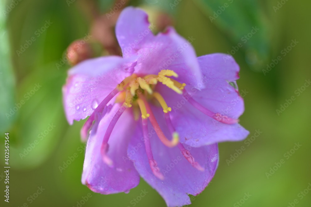 close up of purple flowers in blossom close up of purple flowers in blossom