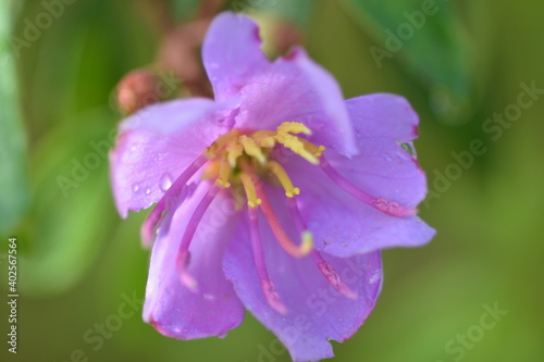 close up of purple flowers in blossom