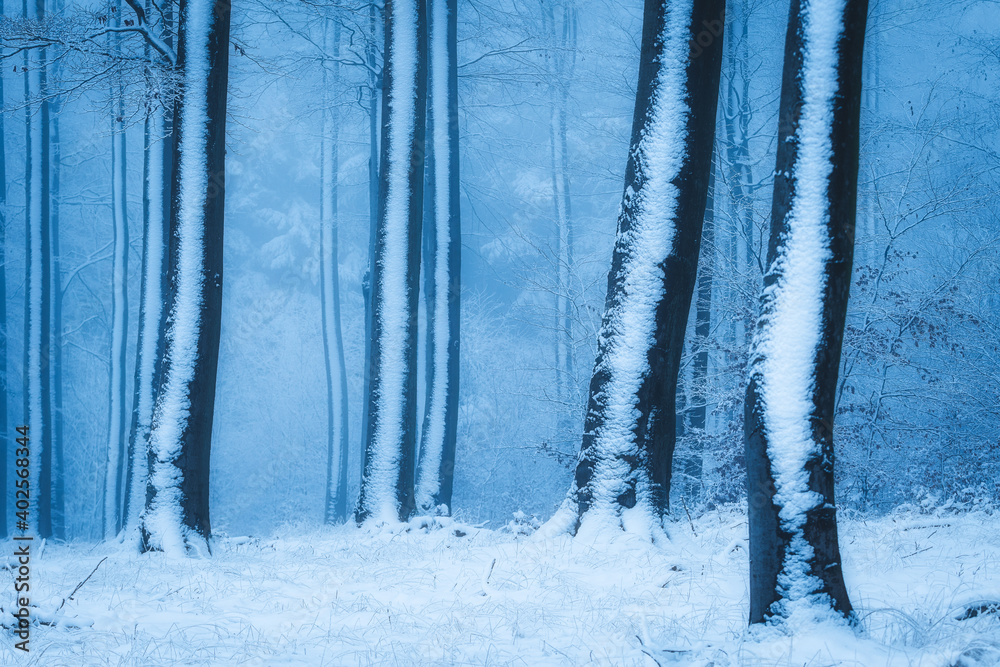 Naklejka premium snow covered trees with fog