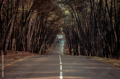 Road in the forest.