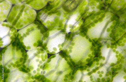 Fuzzy plant cells seen under a microscope
