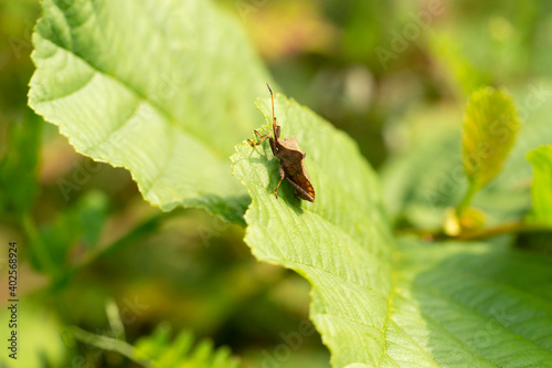 Coreus marginatus or the dock bug on a green leaf. Coreus marginatus is a herbivorous species of true bug. Place for text.