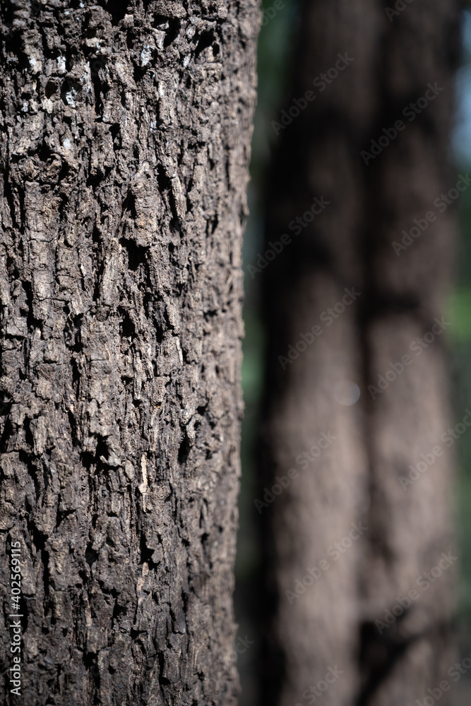 Obraz premium bark texture