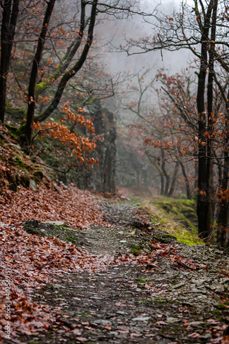 Morgennebel im Wald