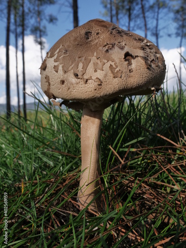 mushroom in wild nature on field photo