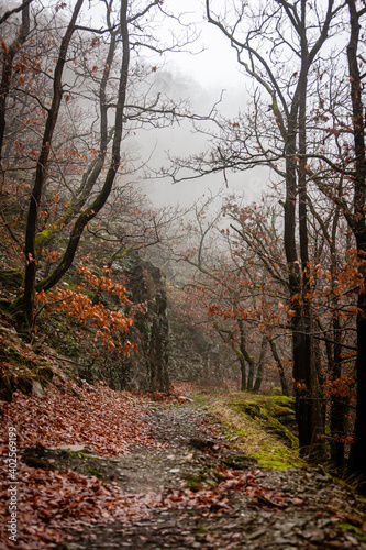 Fototapeta Naklejka Na Ścianę i Meble -  Morgennebel im Wald