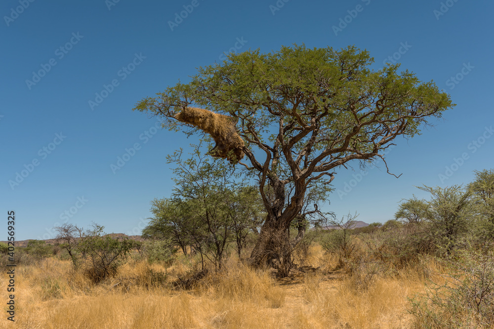 Sociable weaver bird, Philetairus socius, nest on a tree branch, Namibia Sociable weaver bird, Philetairus socius, nest on a tree branch, Namibia
