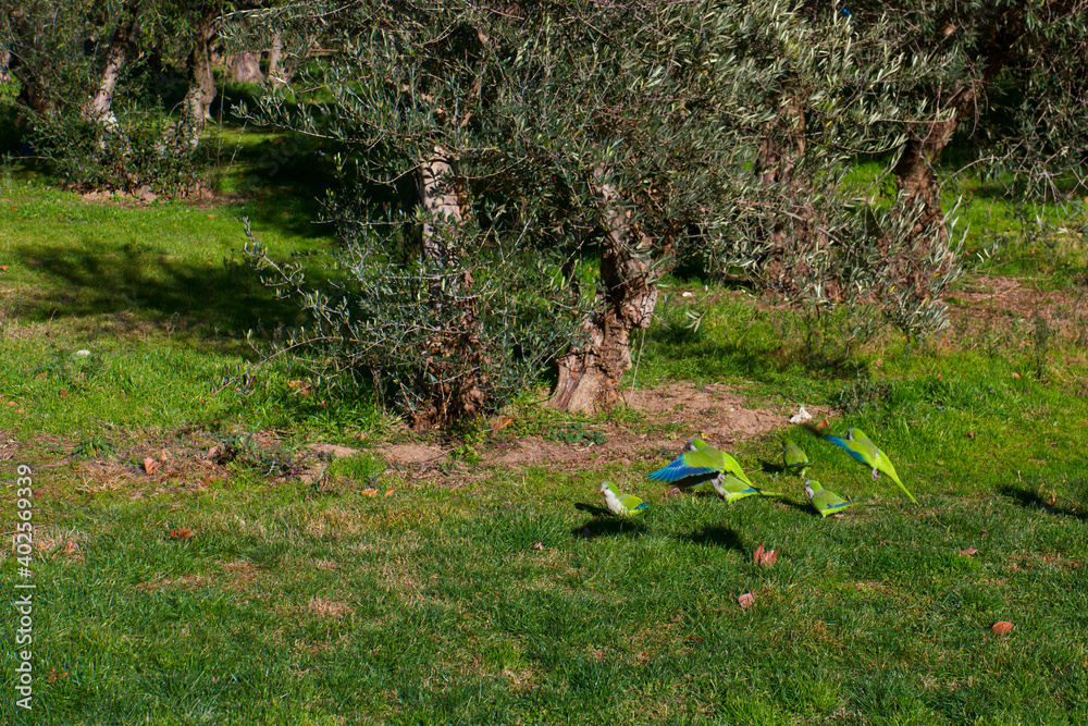 papuga ptak zwierze park trawa - obrazy, fototapety, plakaty 