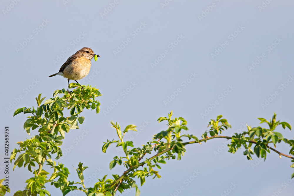 A female adult European stonechat (Saxicola rubicola) perched in a tree with food in its beak.