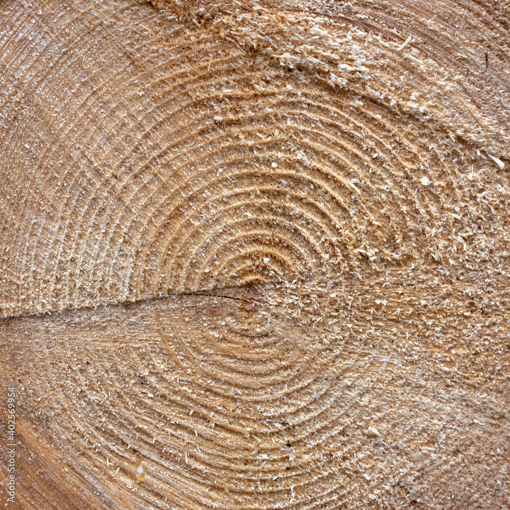 Fototapeta premium Natural wood for use as a background.