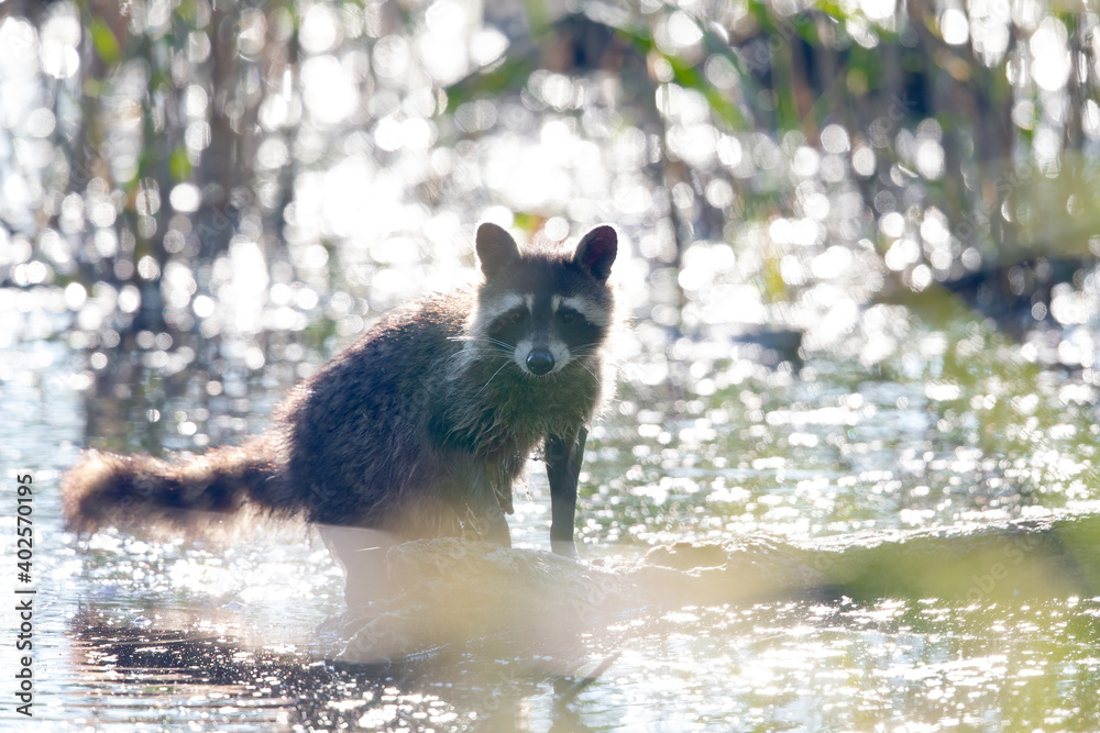 A young wild raccoon bathing and foraging in water. A young wild raccoon bathing and foraging in water.