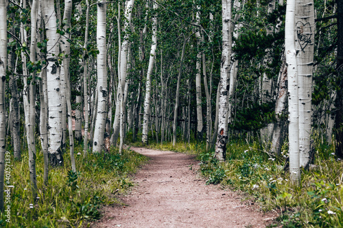 Colorado summer forest landscapes