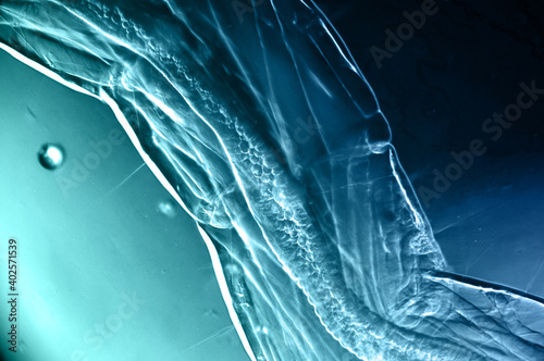Εκτύπωση καμβά Internal organs of an aquatic microorganism