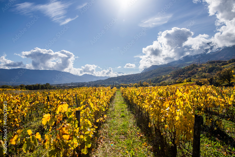 Vignes paysage soleil france