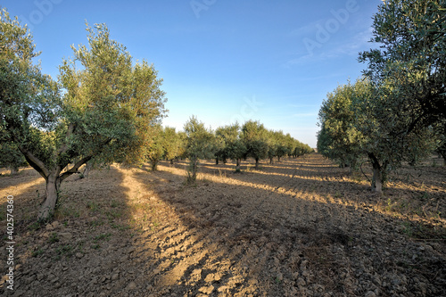 Olive groves in the countryside of Strongoli, district of Crotone, Calabria, Italy, Europe