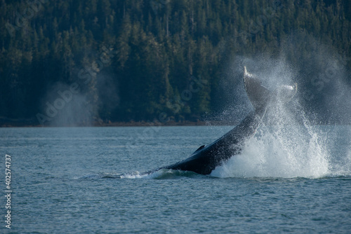 Lobtailing Humpback Whale, Alaska