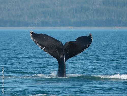 Whale Fluke
