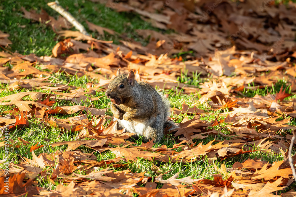one cute grey squirrel sitting orange fall leaves with a big nut in its mouth on a sunny day one cute grey squirrel sitting orange fall leaves with a big nut in its mouth on a sunny day