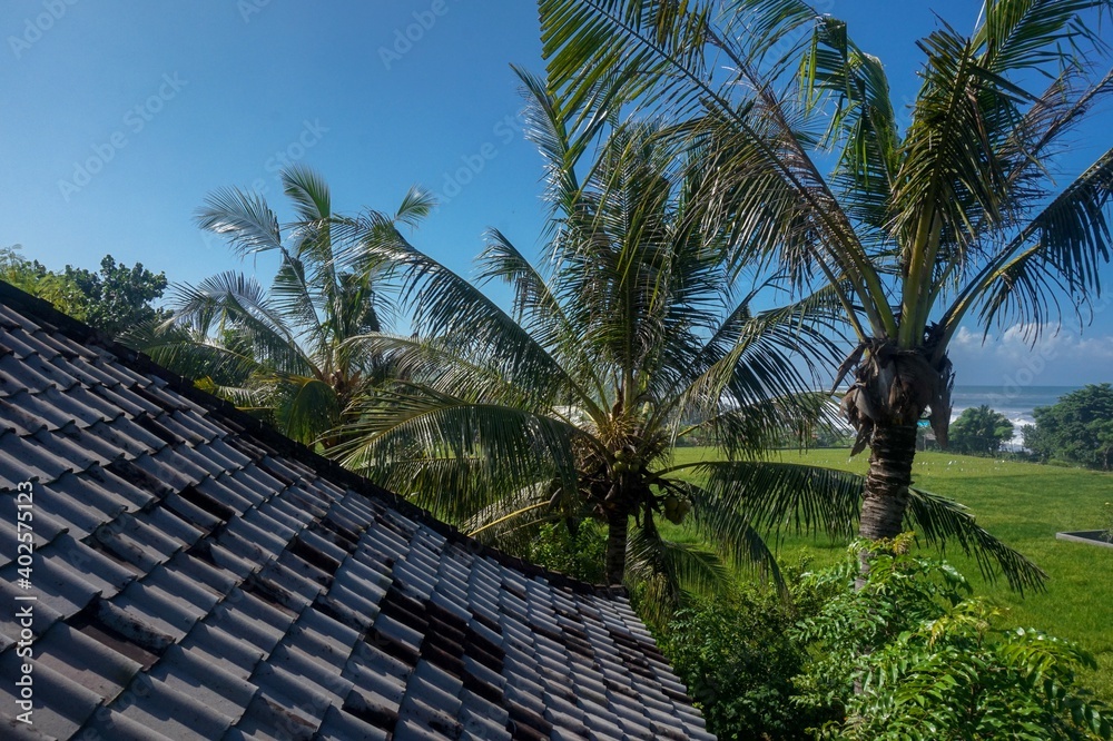 Along the rooftop towards palm trees on a blue sky day - Indonesia