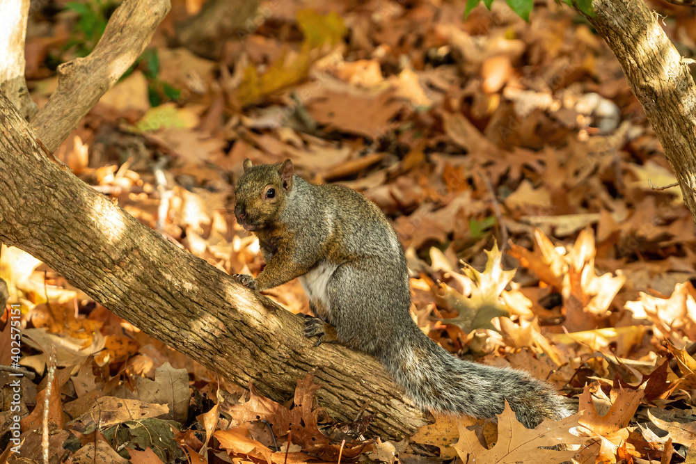 OLYMPUS DIGITAL one cute grey squirrel resting on a thick branch out of brown leaves covered ground in the park OLYMPUS DIGITAL one cute grey squirrel resting on a thick branch out of brown leaves covered ground in the park
