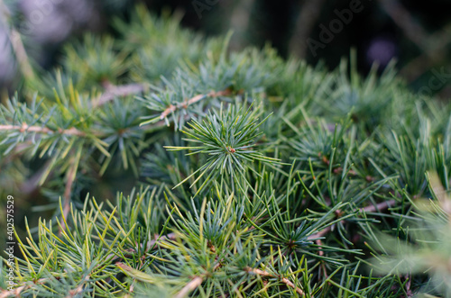 Pine needles. Needles. Christmas tree. Spruce.