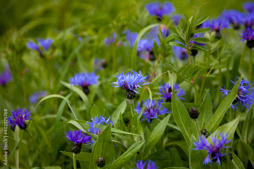 Blue flowers cornflowers in the garden. Cornflower in the flowerbed. Summer wildflower.