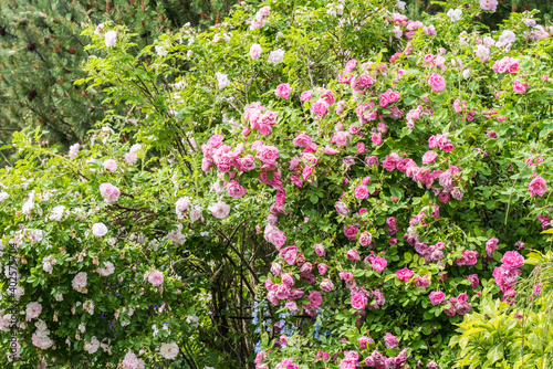Two large park rose bushes with a large number of flowers, partially blossomed