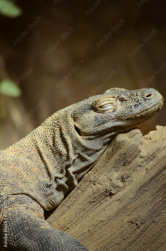 Komodo Dragon sunning itself on a log