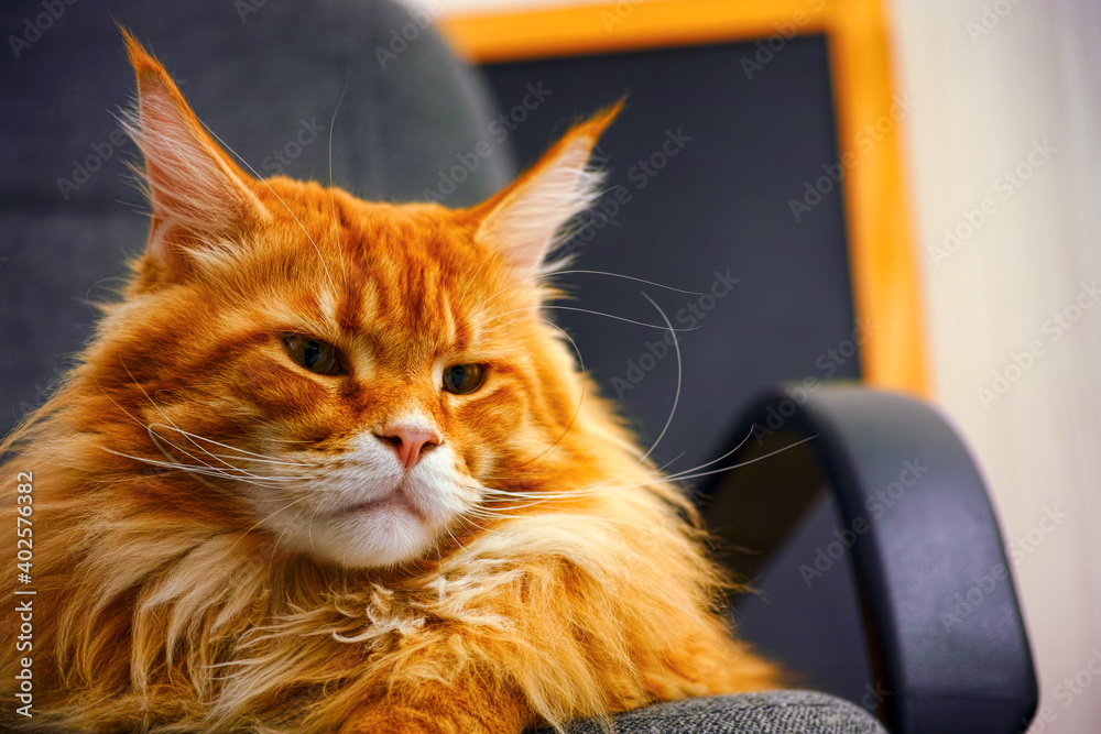Ginger Maine Coon cat on gray chair Ginger Maine Coon cat on gray chair
