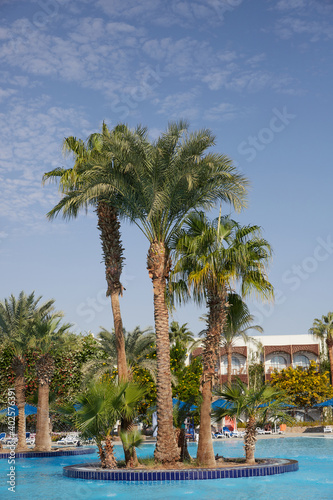 tropical park with palm trees and ornamental trees