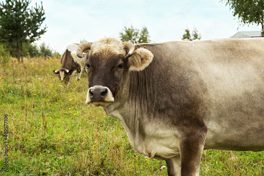 Cow in the meadow.
