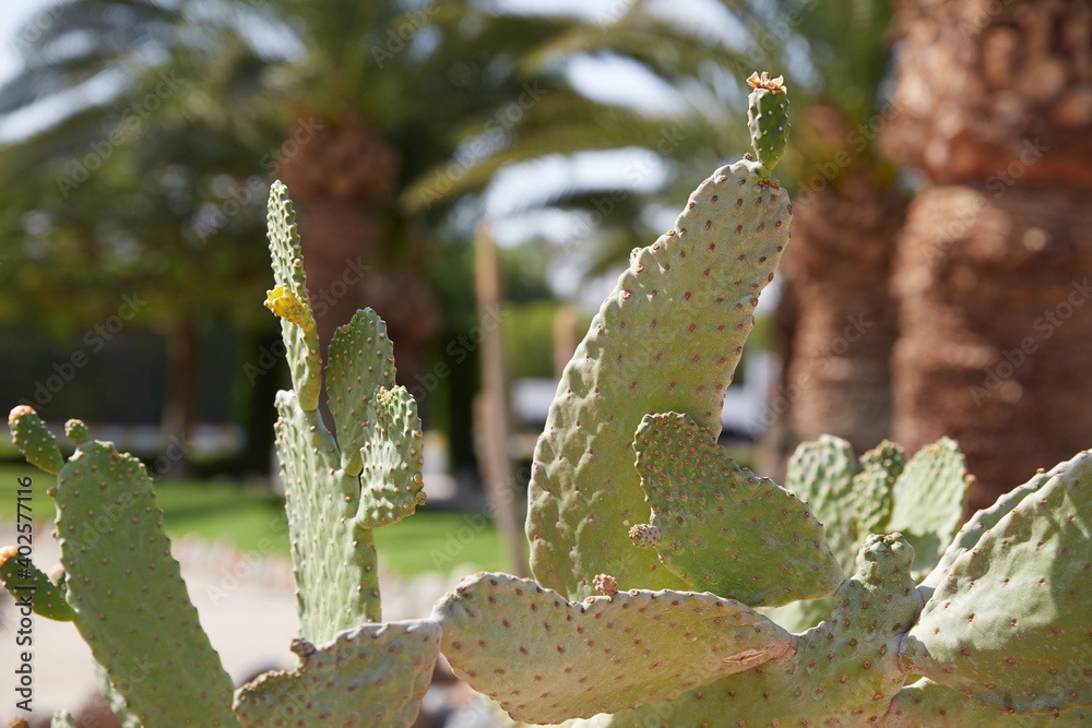 cactus in a tropical park cactus in a tropical park