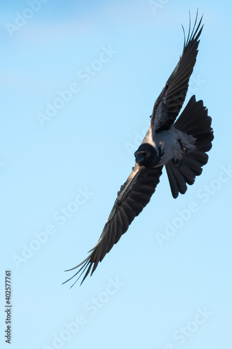 A Crow Diving from the Sky in Search for Its Prey