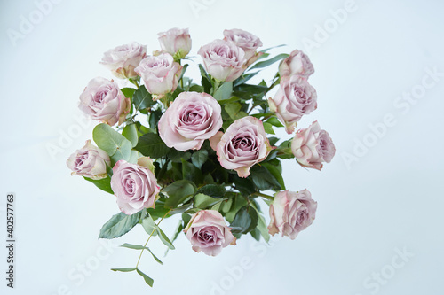 purple roses with packing pepper on a white background