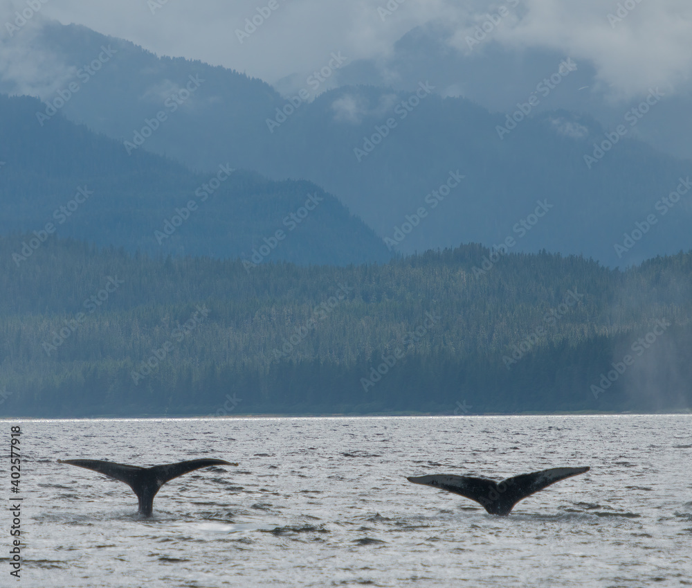 Fototapeta premium Whale Fluke Duo, Alaska