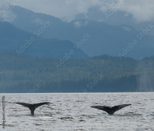 Whale Fluke Duo, Alaska © Betty Sederquist