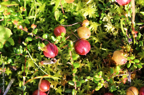 Nahaufnahme von Moosbeeren im Sommer in einem Moorgebiet in Bayern photo