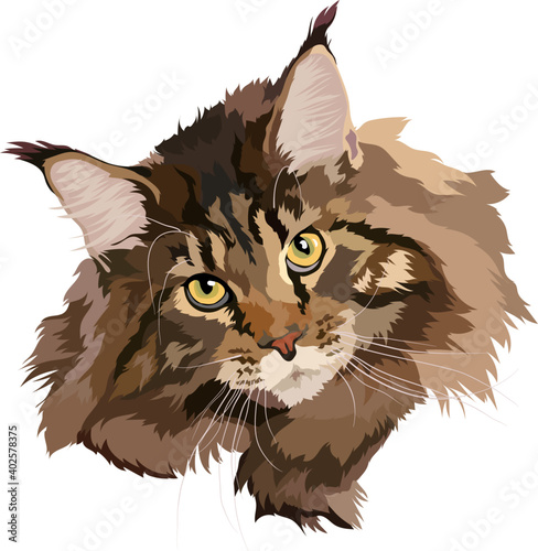 Maine coon cat head vector illustration, Maine Coon vector illustration, portrait. Brown color, head..zip, Brown cat Maine Coon vector illustration. Portrait.