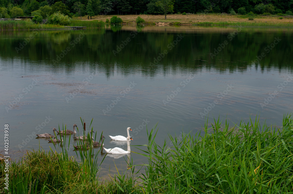 Fototapeta premium pair of swans with little swans