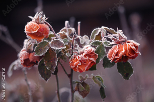 Frosted frozen red roses flowers, with green leaves covered with snow white frost. Winter beautiful 