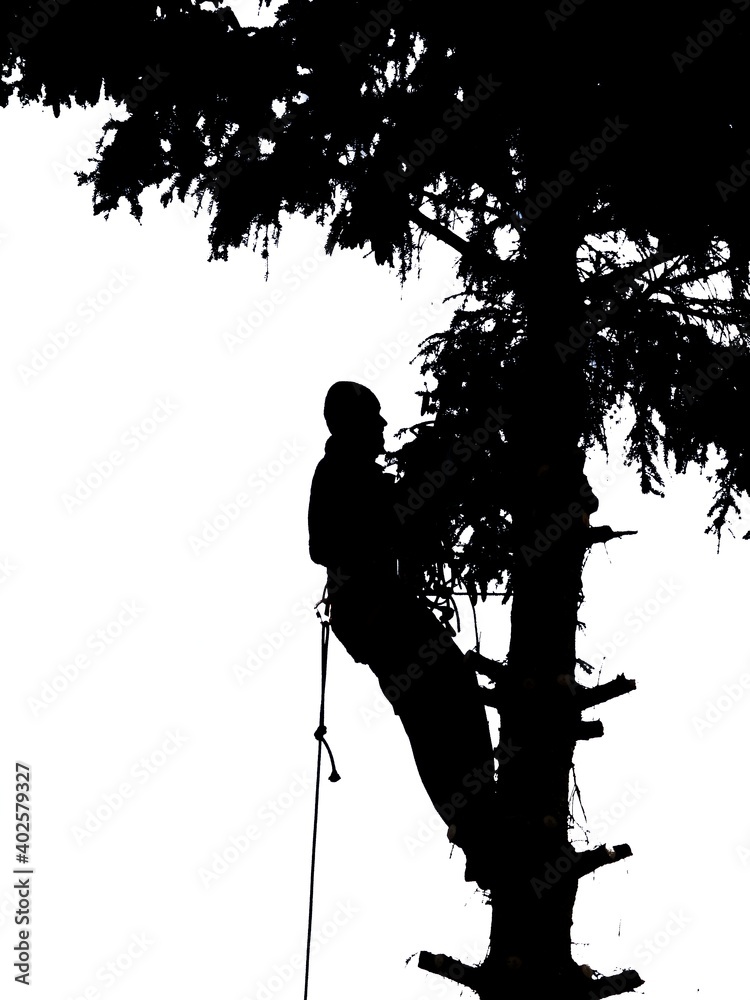 Tree climber at works silhouette