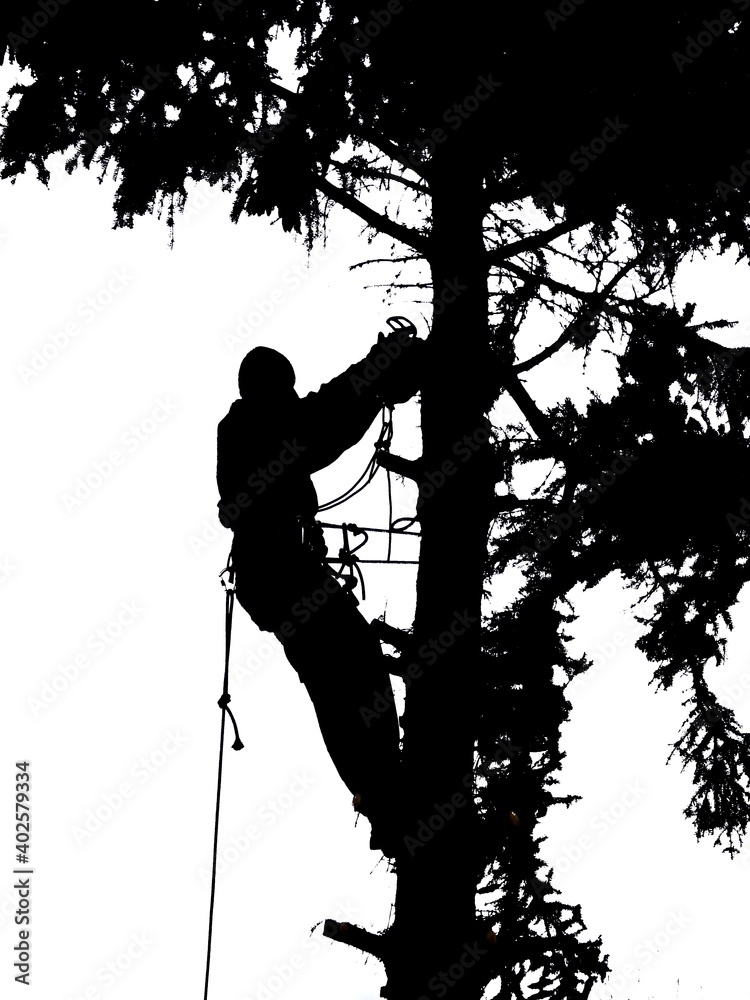Tree climber at works silhouette
