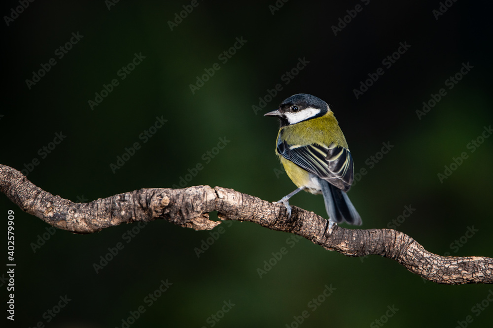 carbonero posado en una rama (Parus major) carbonero posado en una rama (Parus major)