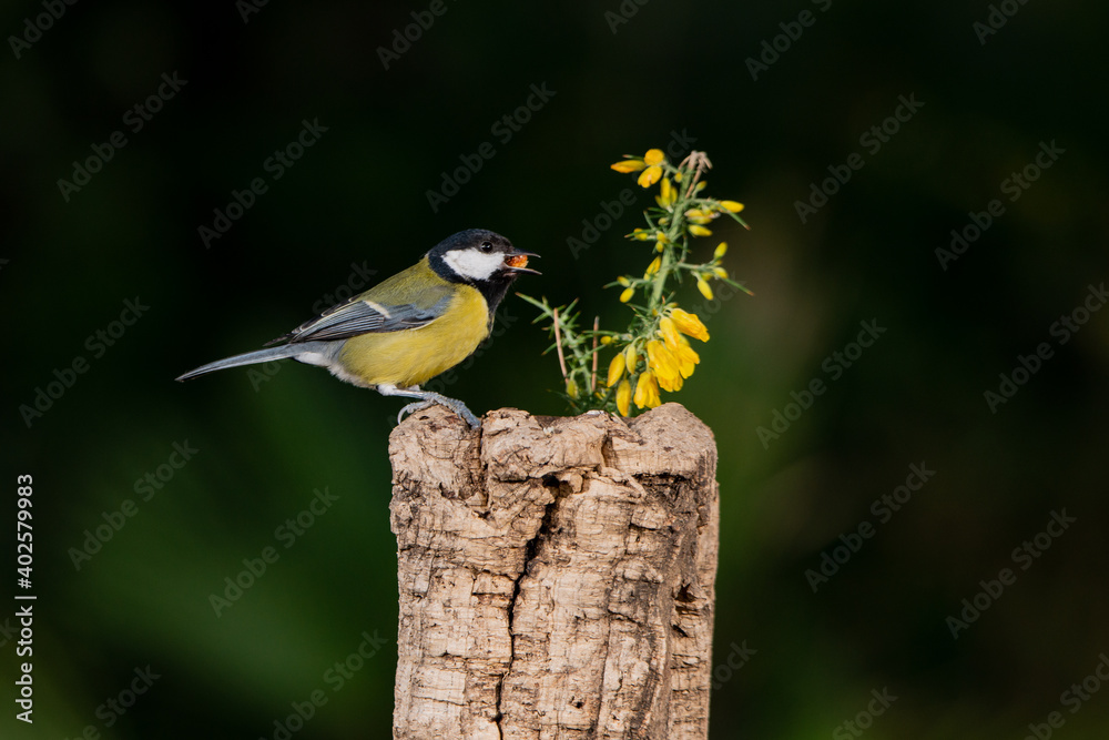 carbonero posado en una rama (Parus major) carbonero posado en una rama (Parus major)