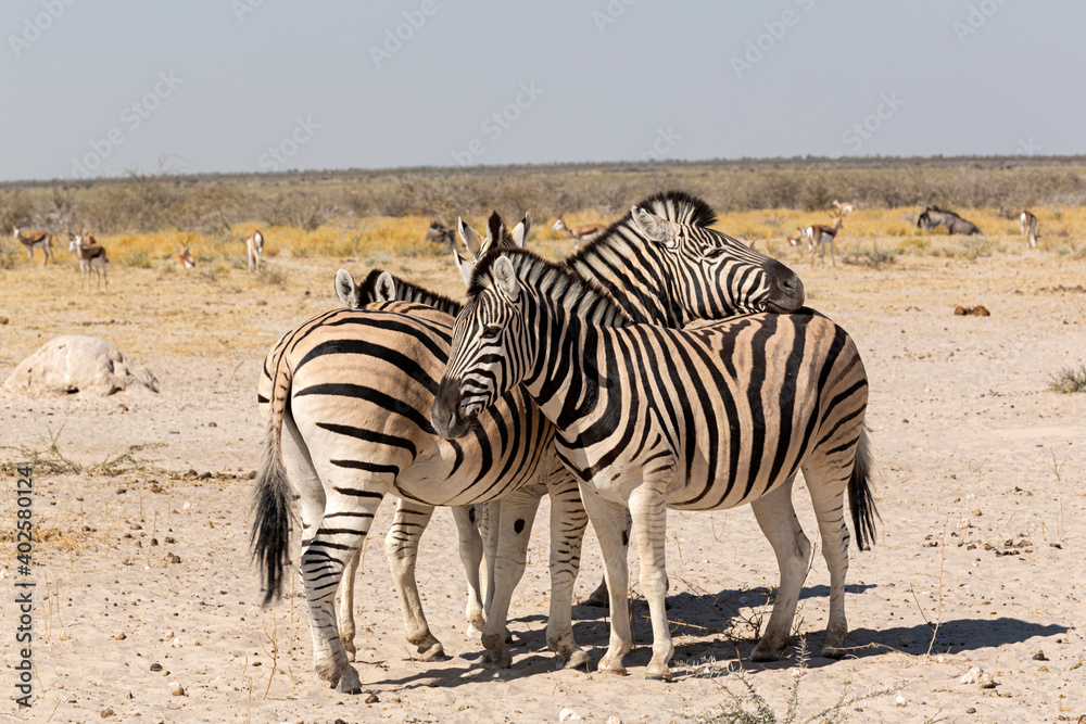 Manada de cebras en el parque Kruger, Sudáfrica. Manada de cebras en el parque Kruger, Sudáfrica.