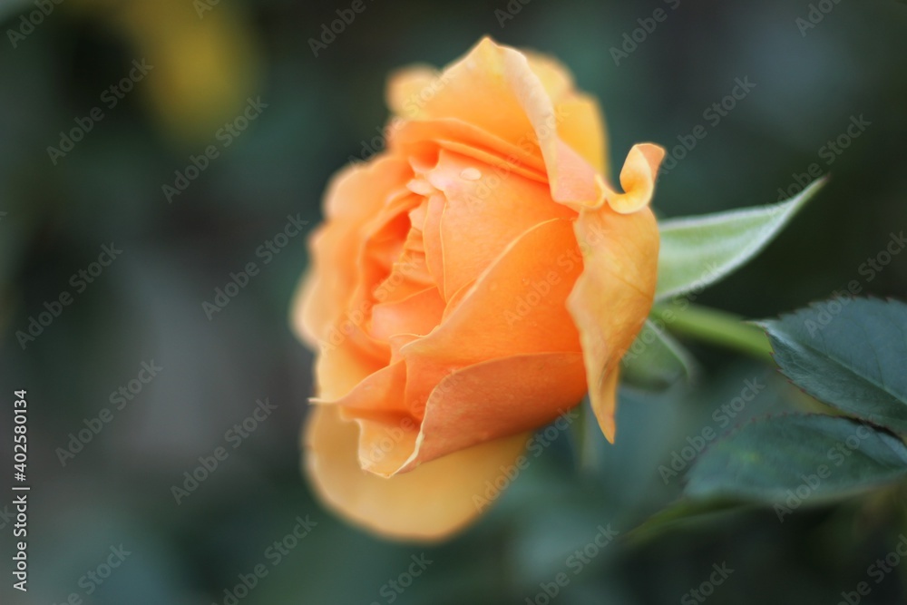 Blooming Orange Rose in Garden Profile Macro