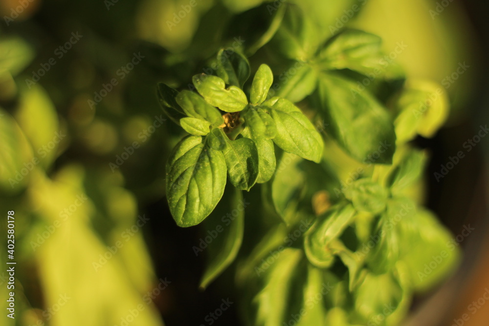 Green Basil Blooming Plant In Yellow Sunny Daylight Green Basil Blooming Plant In Yellow Sunny Daylight