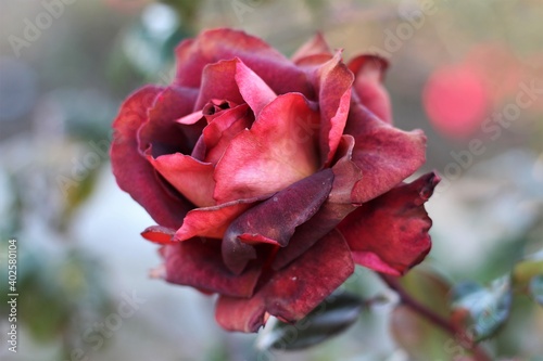 Cranberry Red Textured Dramatic Blooming Rose Cool Tone